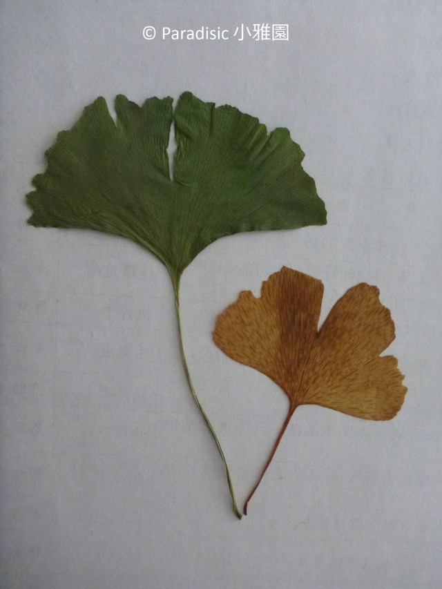 2015-05 vs 1932-07-2 (2)